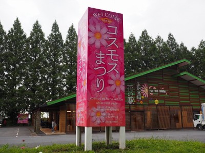 生駒高原　コスモス祭りサイン